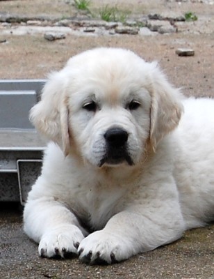 Charlie - 8 tdn