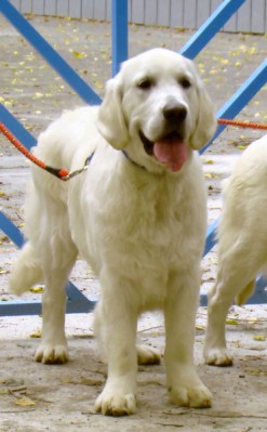 Brody - 11 msc