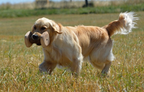Bailey